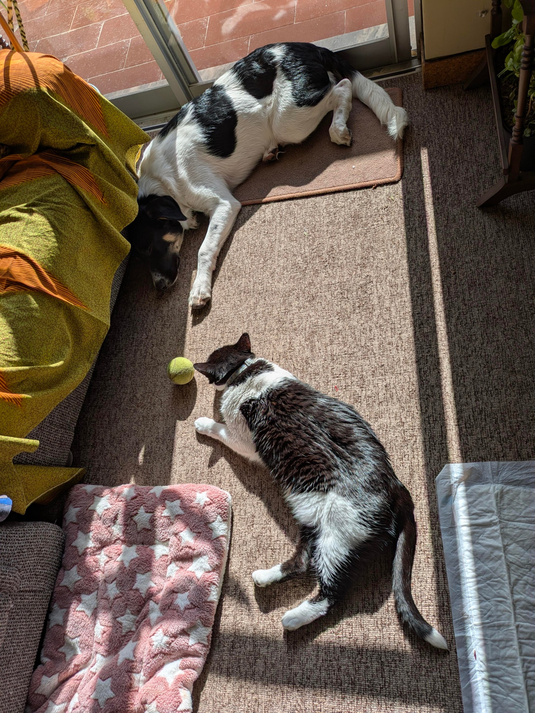 Two black-and-white cats lying in the sun