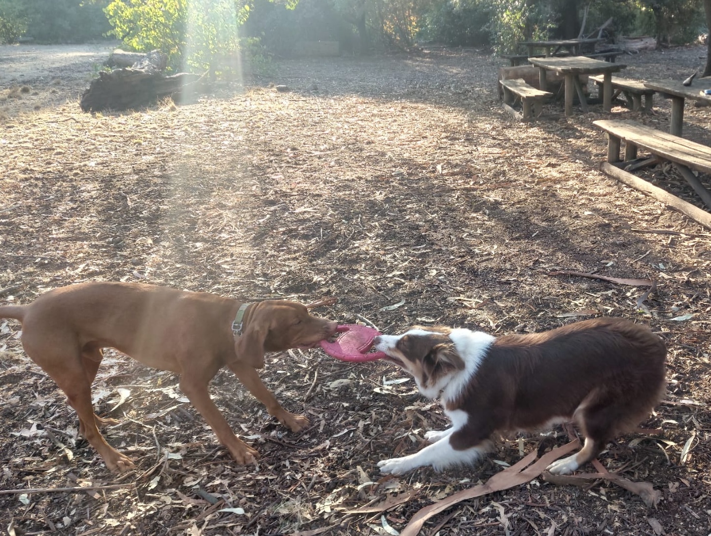 Two dogs playing tug-of-war in the park
