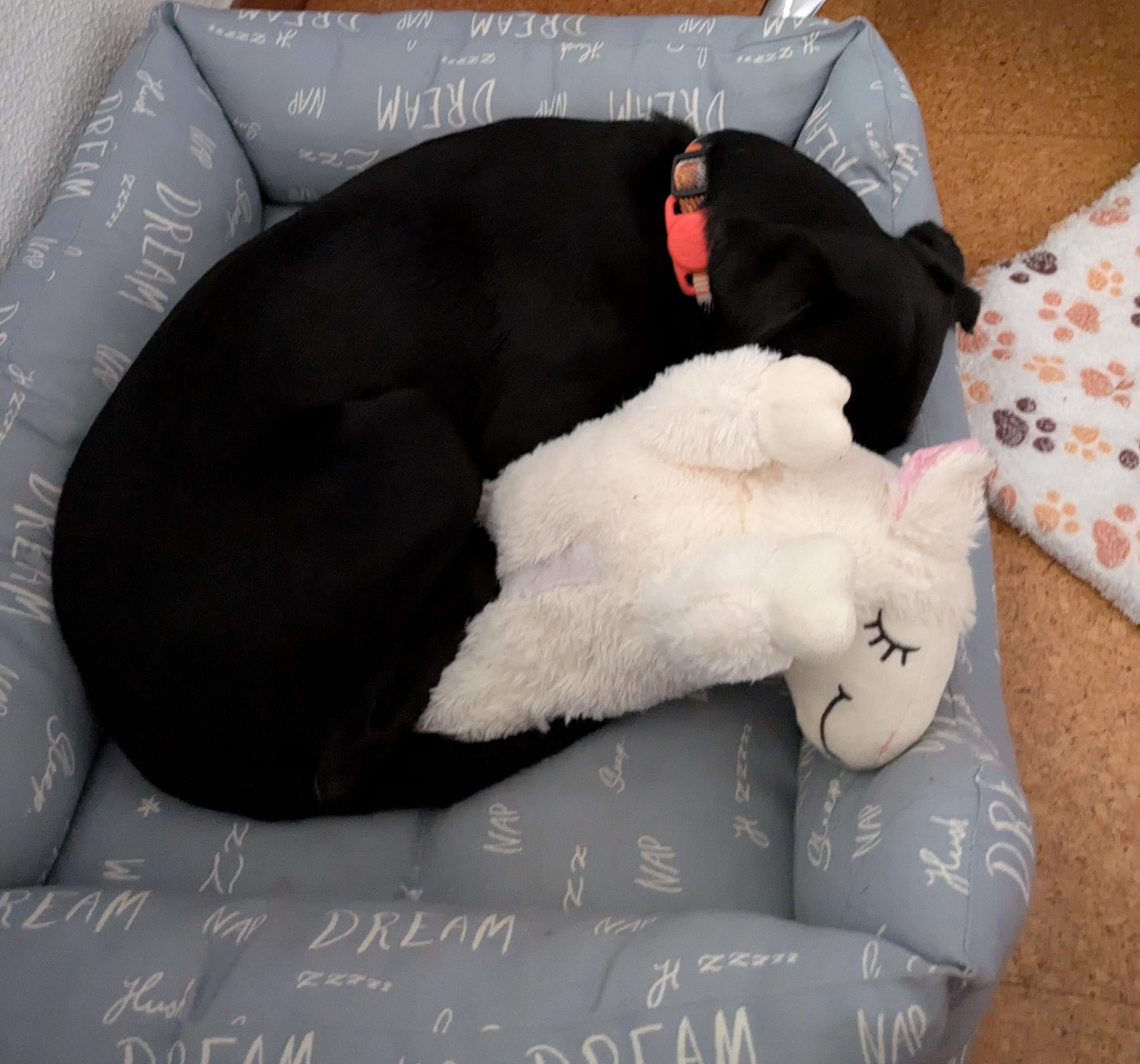 Black dog asleep in its bed, curled around a plush toy