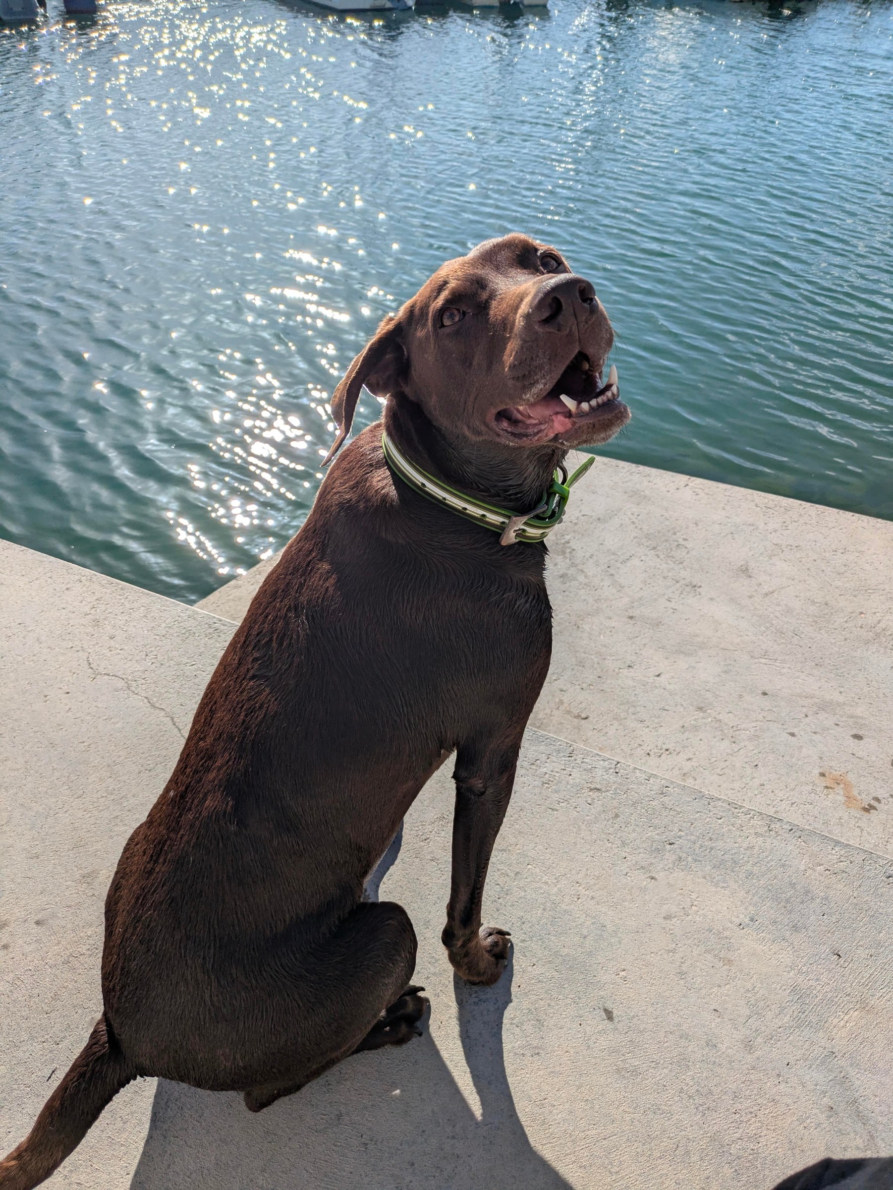Brown dog sitting by the water
