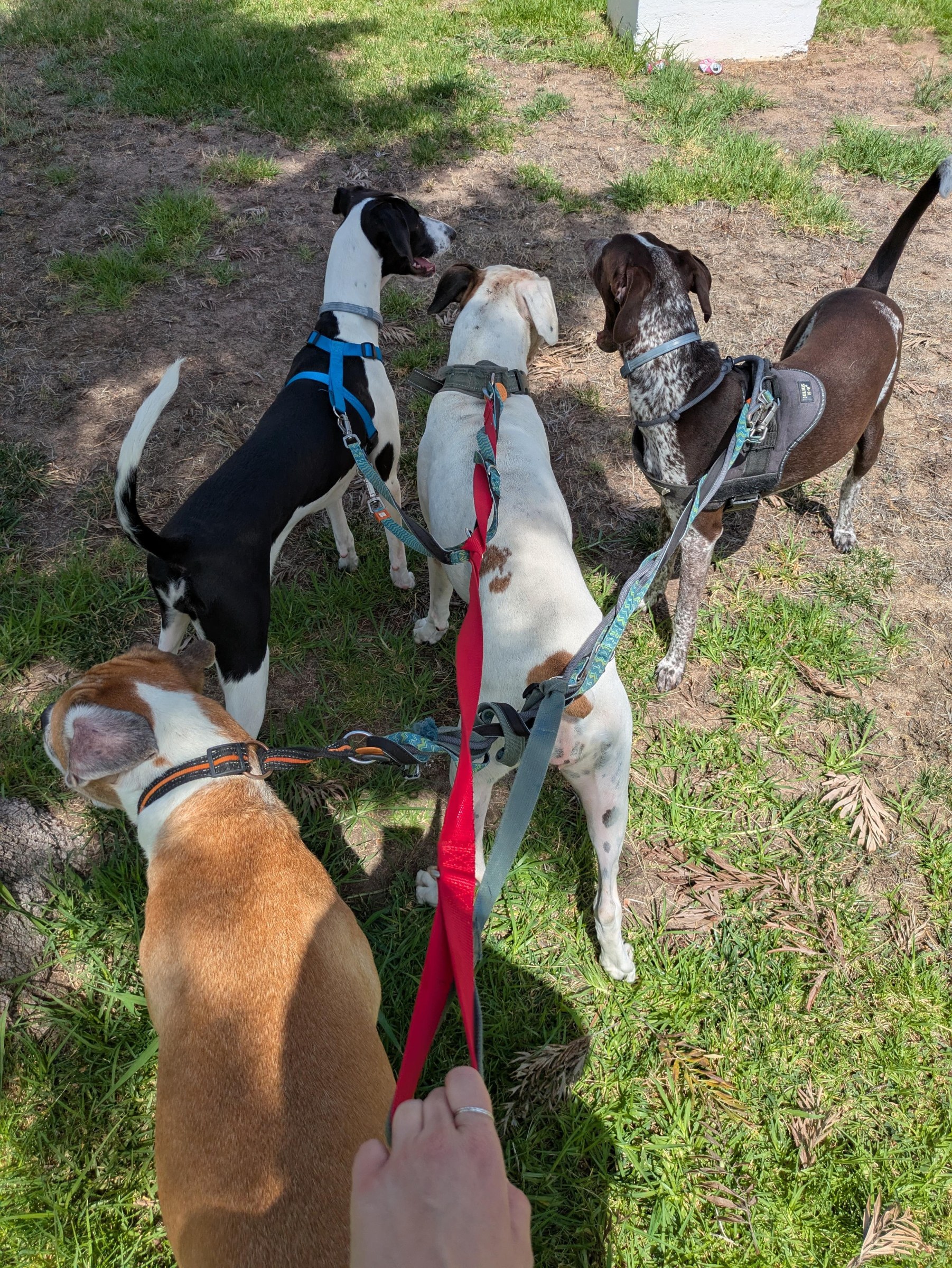 Four dogs on a group walk