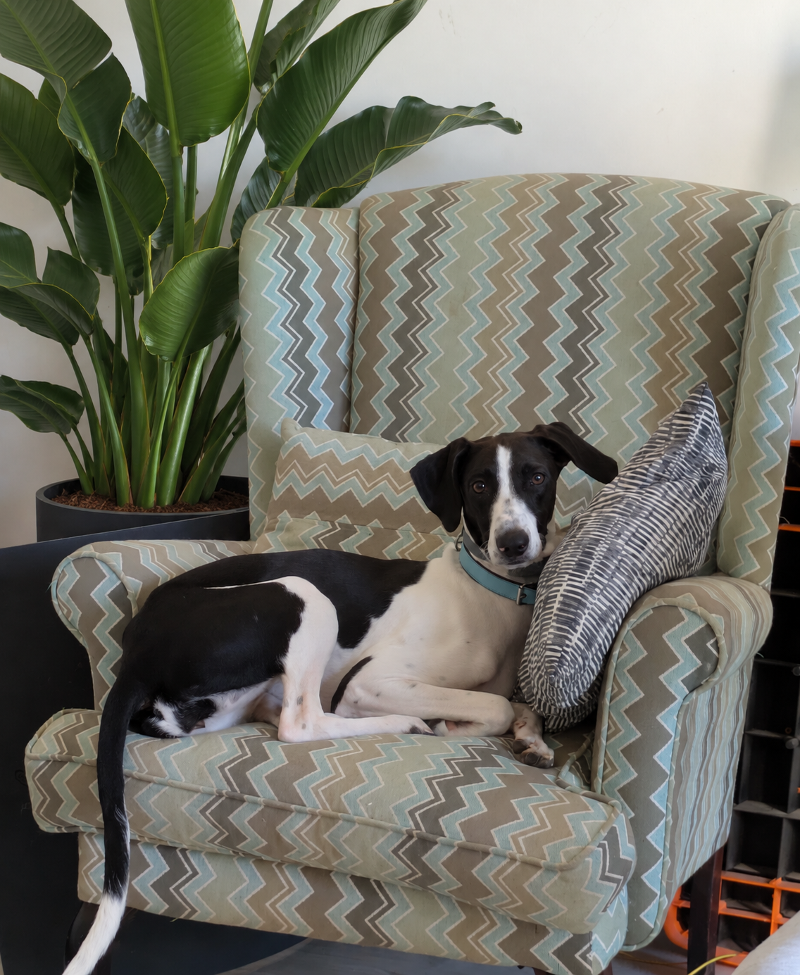 Dog resting on a patterned armchair, cared for by Kokoa's Kindred Souls
