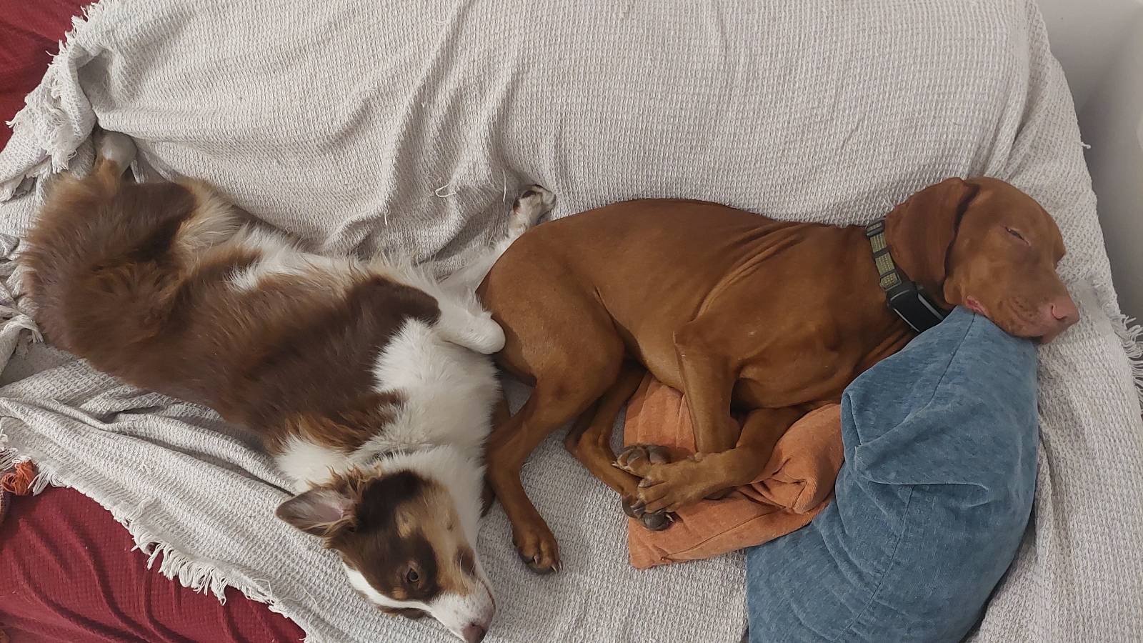 Pet sitting photo